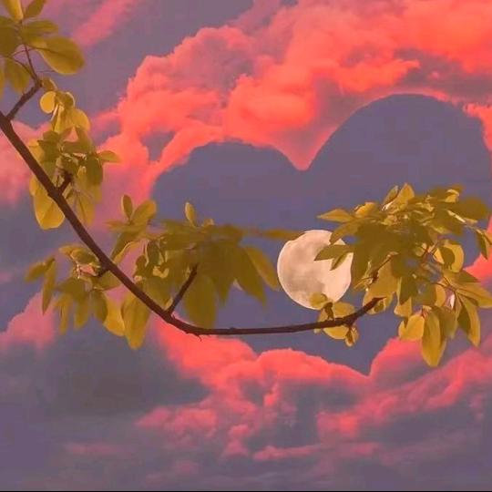 🌸岁月静好🌺拒绝连赞