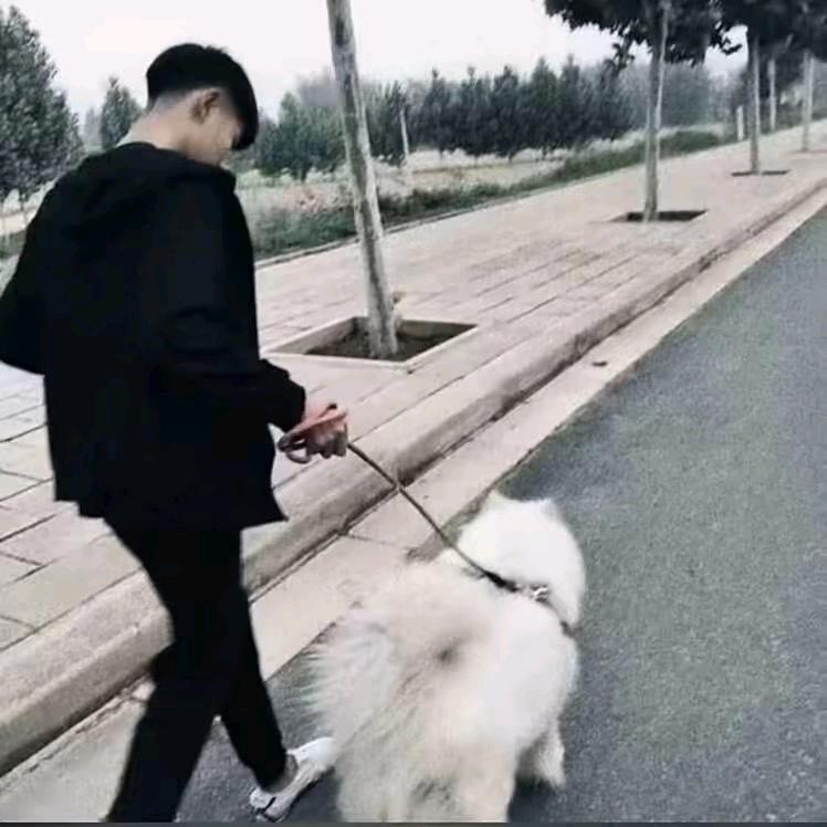 灰太狼  .