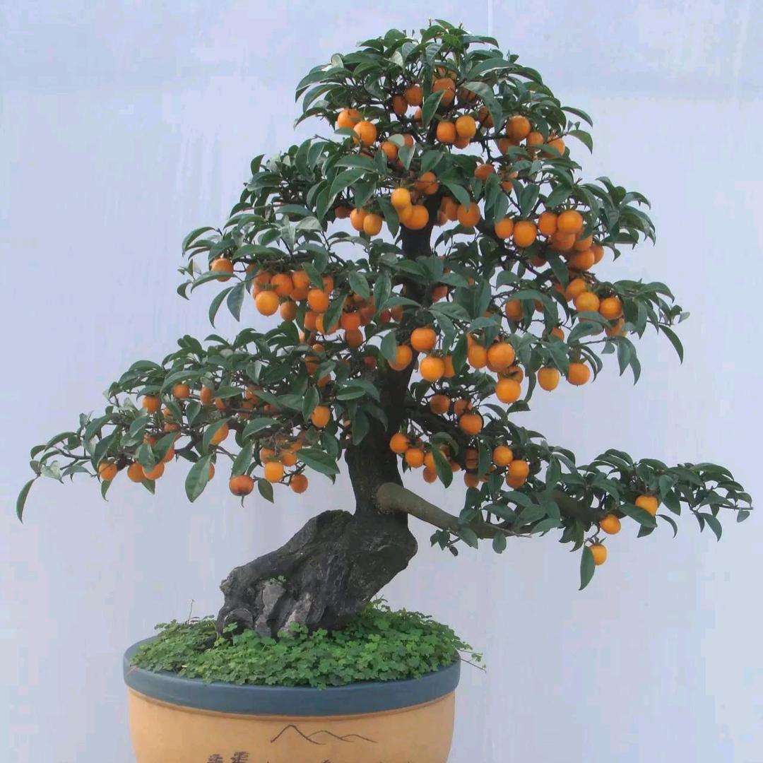 花哥