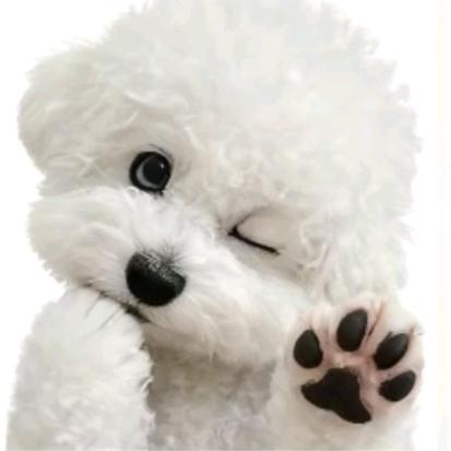 仔仔🐻