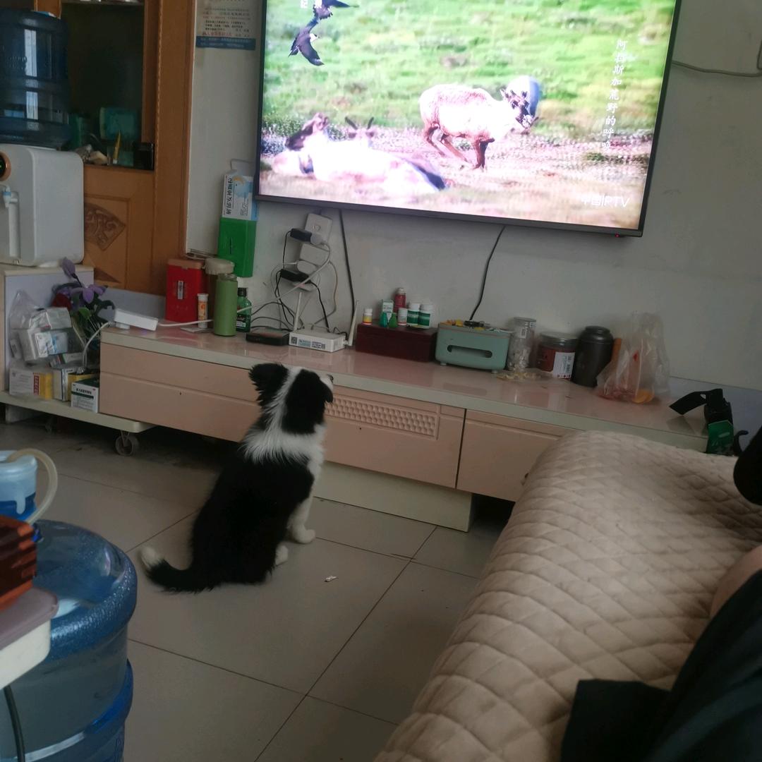 欧洲超级杯决赛：巴黎圣日耳曼vs热刺