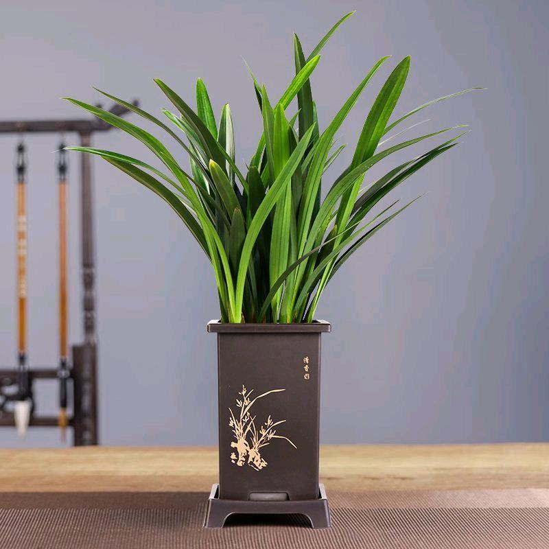 芺姐花卉绿植园艺店