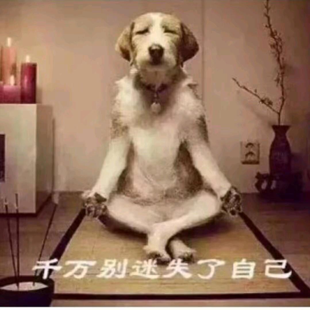 会飞的猪