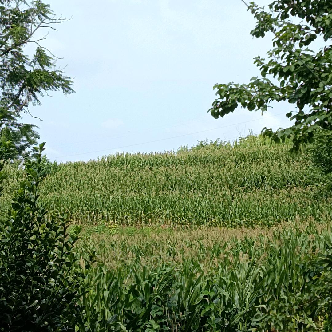 爱玩抖音的丑女无聊