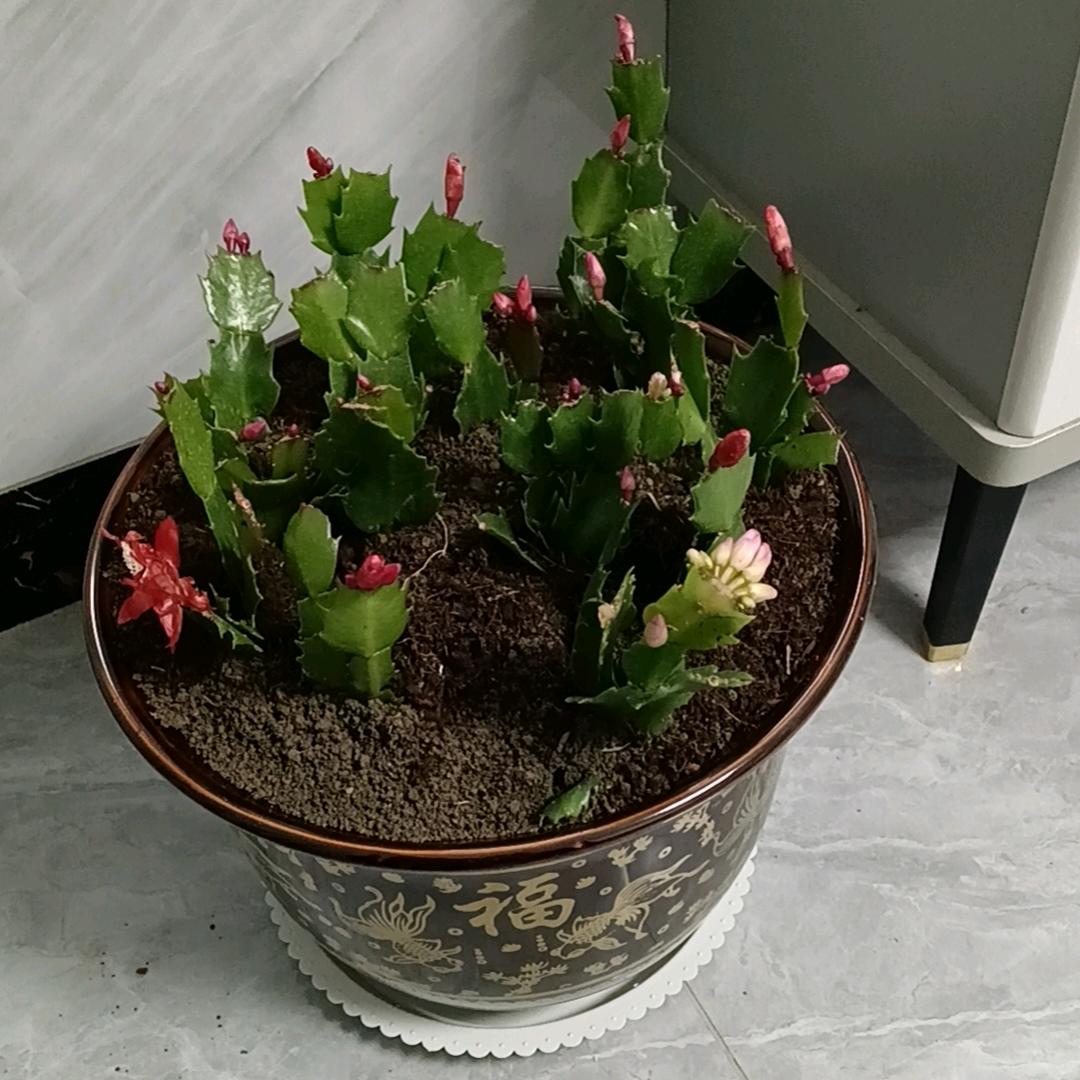 来的梦想🍎🍎👭👭