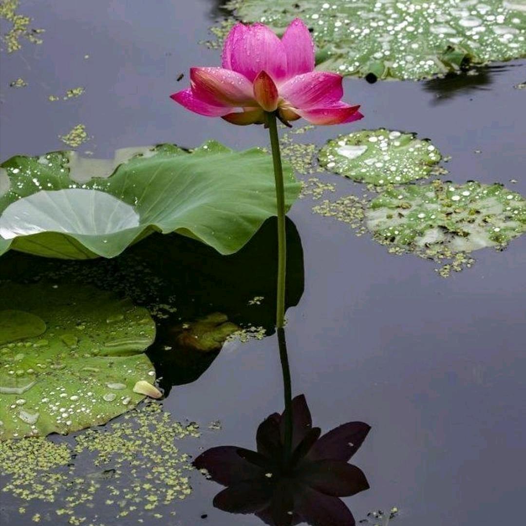 ༊ღ᭄相濡以沫꧔ꦿ᭄💞