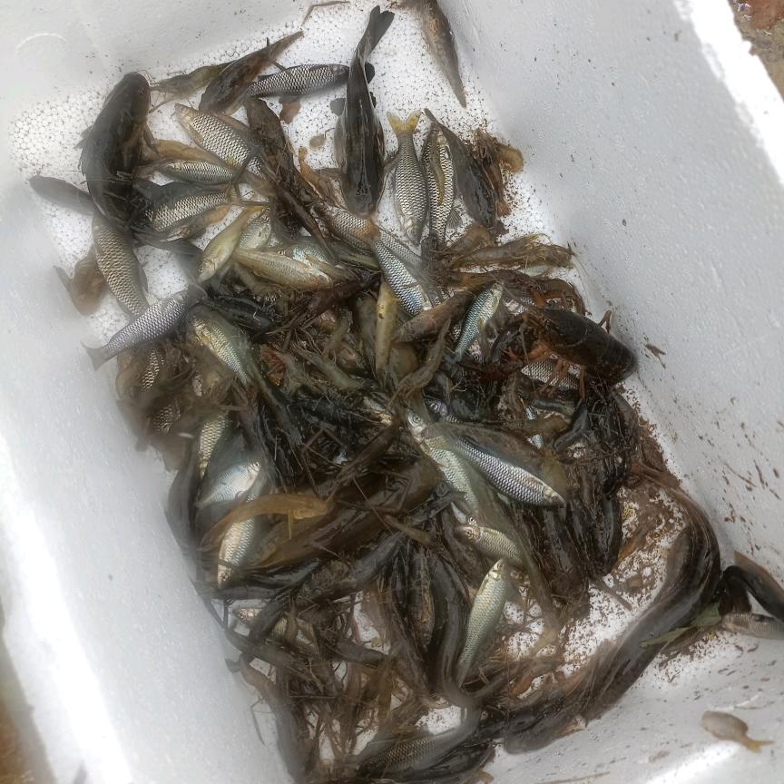 友哥（溪鱼）
