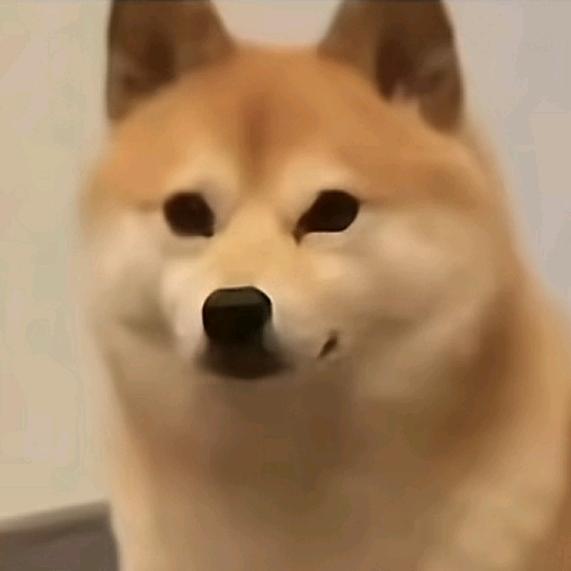 纯元黄熊随五百