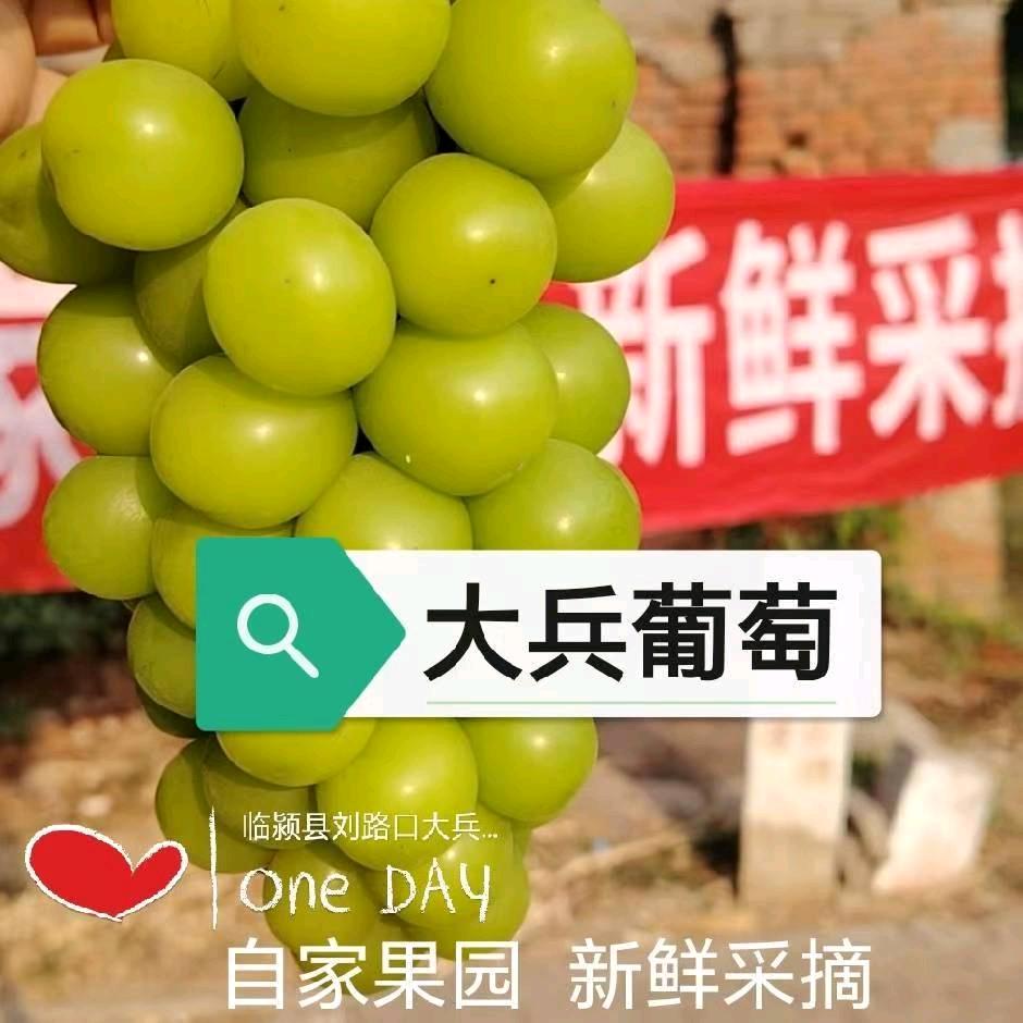 我和大兵的葡萄庄园