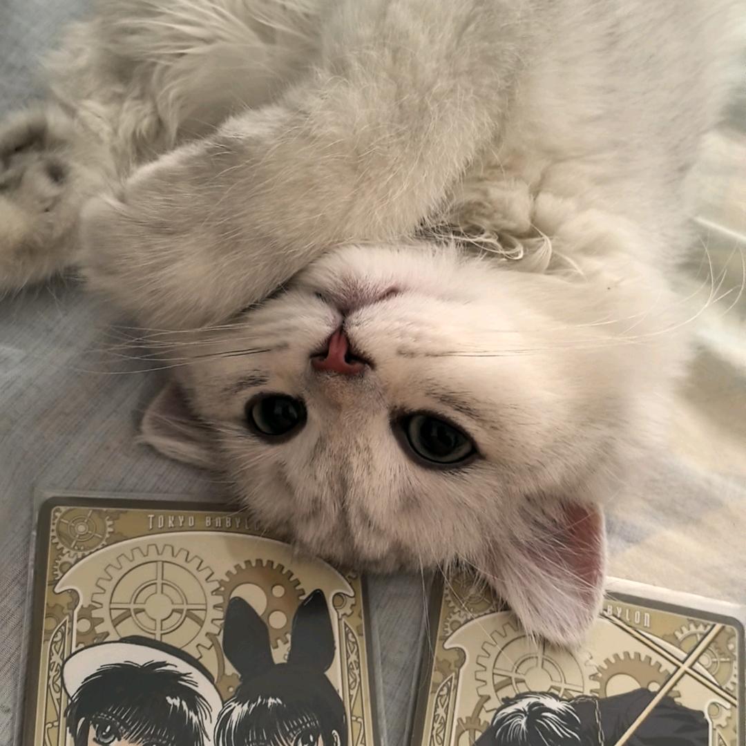 ₍˄·͈༝·͈˄*₎◞ ̑̑