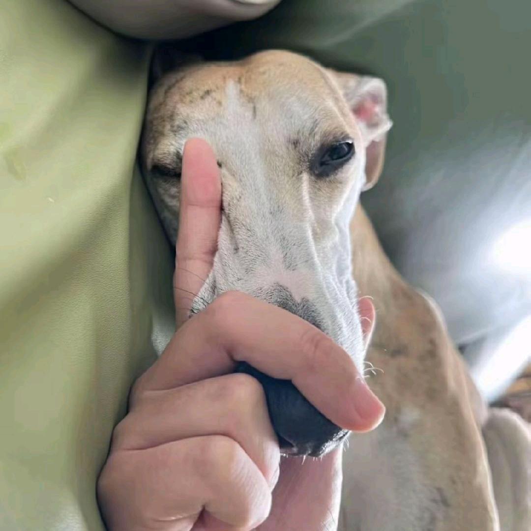 伊戈达拉