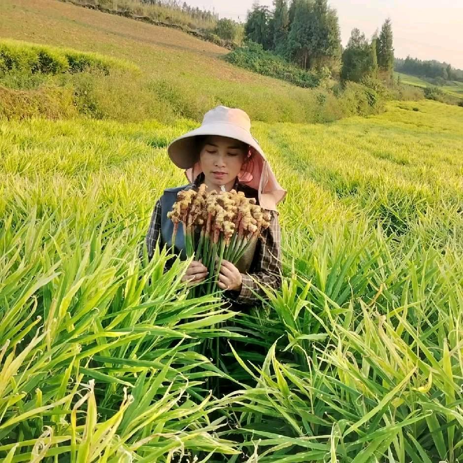 煊煊罗平小黄姜