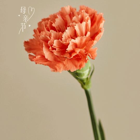 常年保母无修。