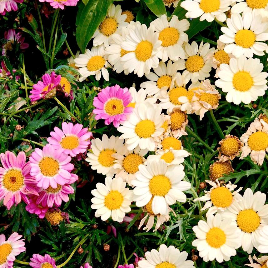 林儿晓叮当¹⁹²