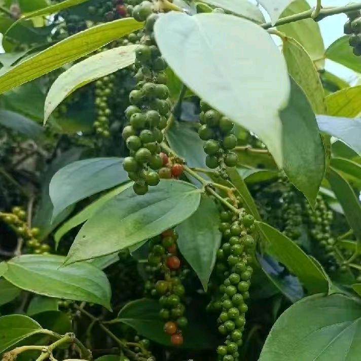 文昌东路臻萍农货优品店