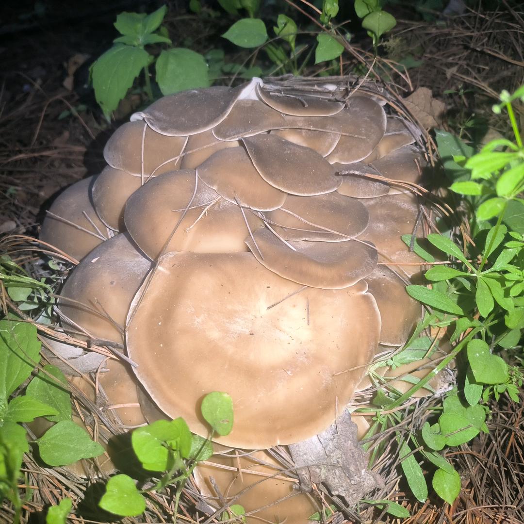 隆阳区蘑小菇食品店（个体工商户）