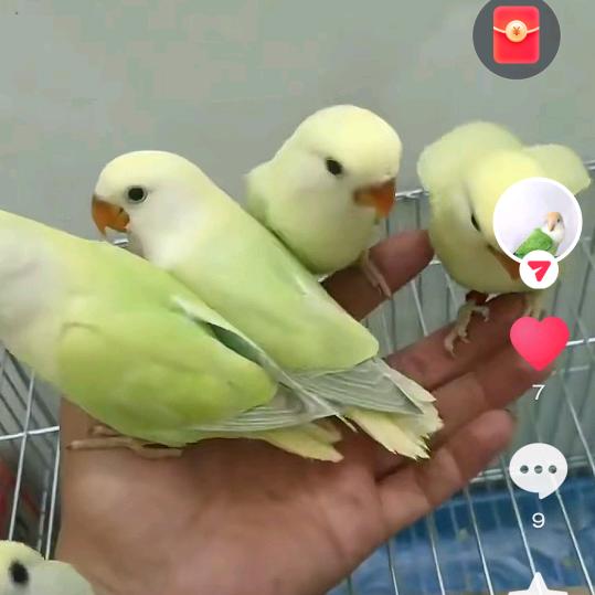 罗哥养殖，岀售鹦鹉🦜，牡丹，金彩，