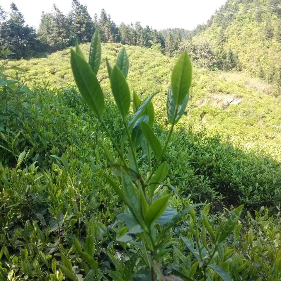 茶谷书屋