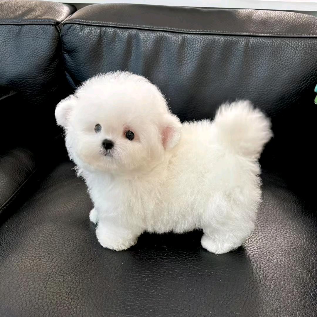 北京安馨比熊犬舍