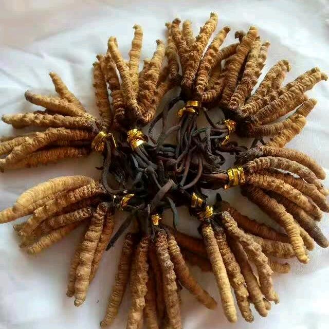🔥红太阳
