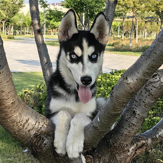 Siberian Husk