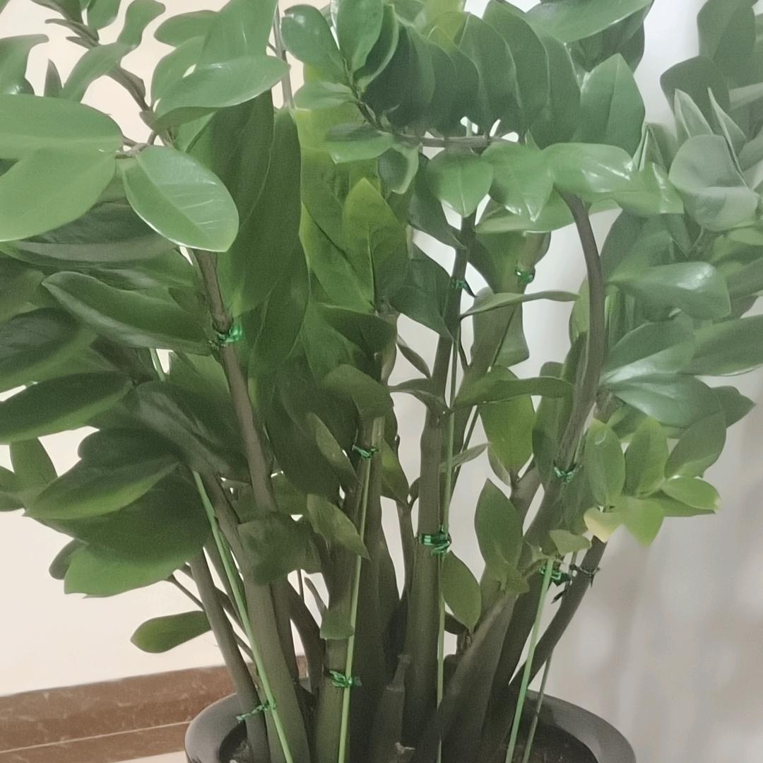 你的好朋友