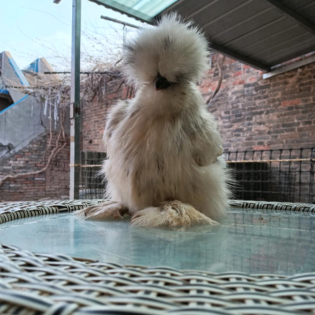 恬恬萌宠