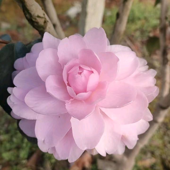山茶花基地（大量茶花批发零售）