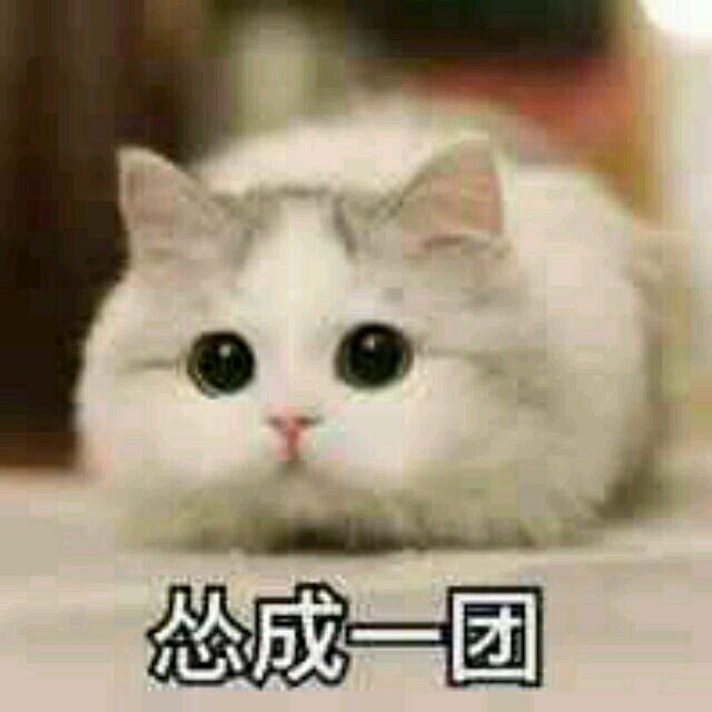 孤雀白宇头像