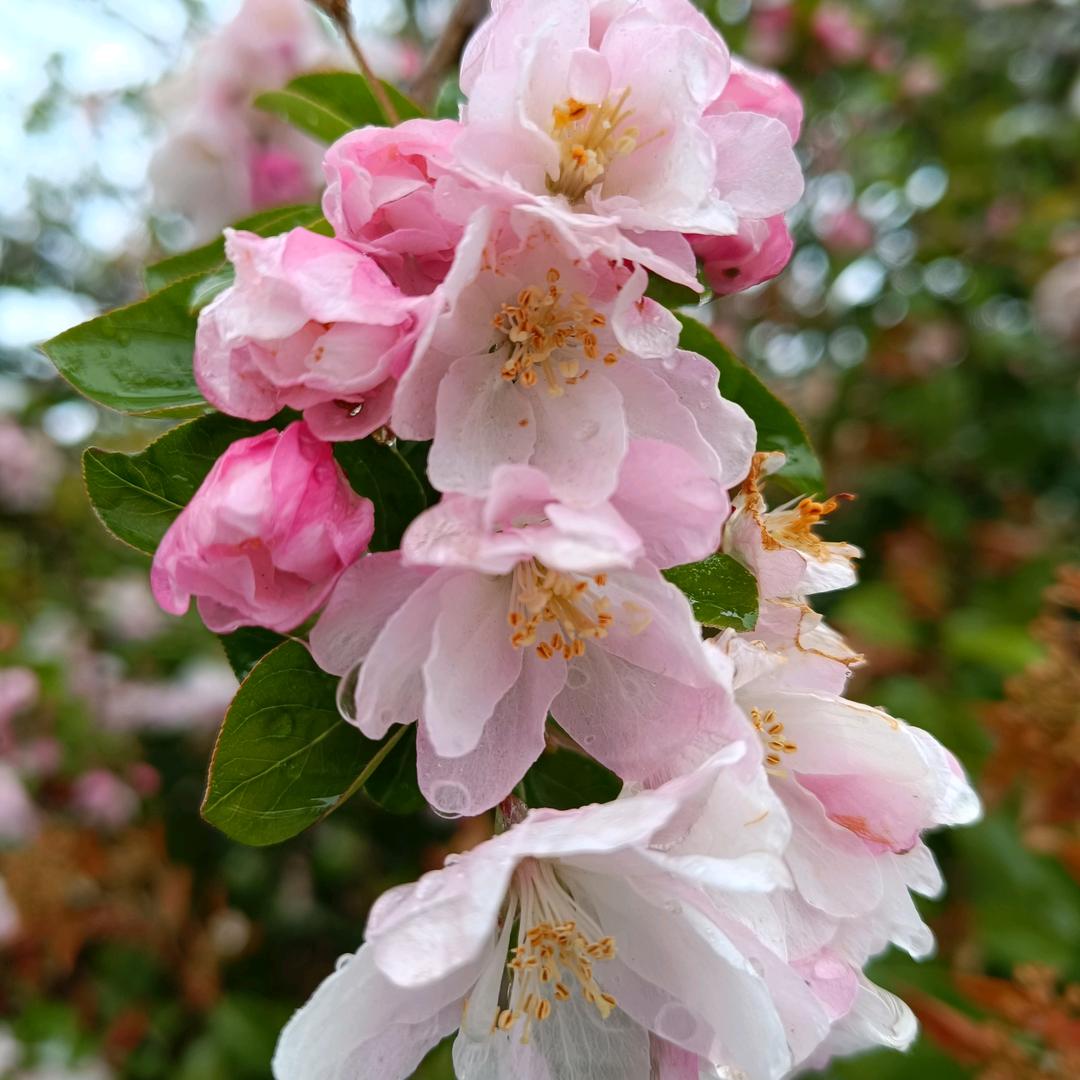 蝎子饲养员 王👑玲