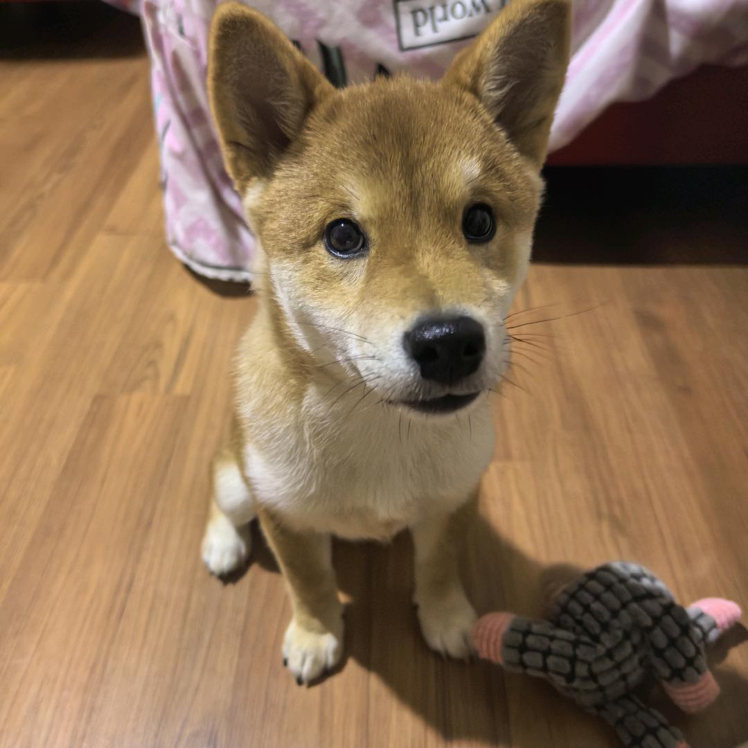 陈钢镚是只狗