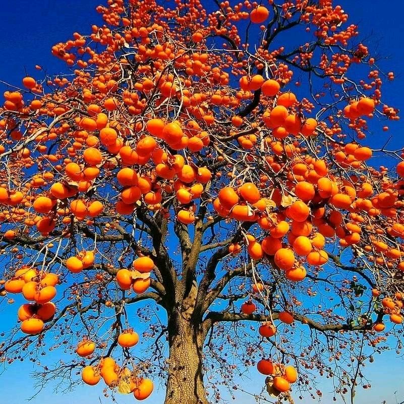 ཀ༉如࿔༎࿔意💰༻