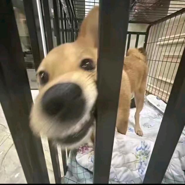 徒手不吃粉