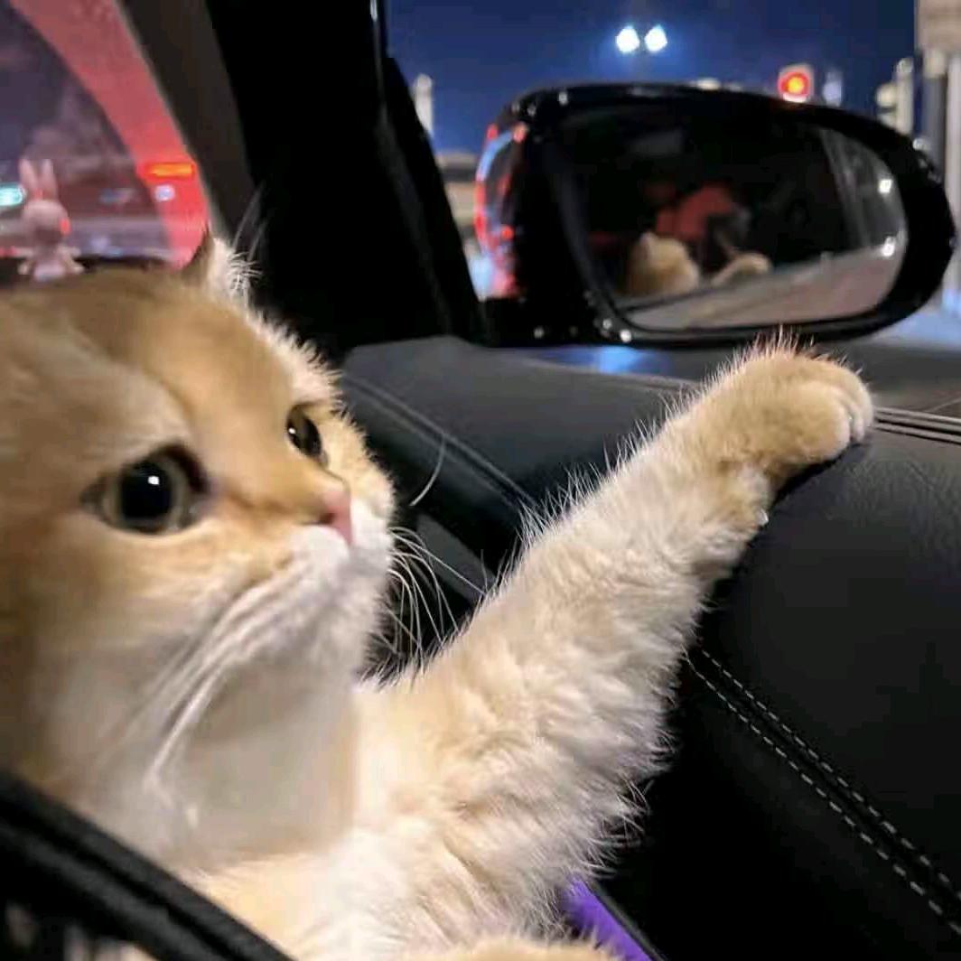 恋芷安.