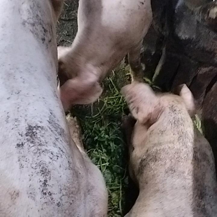 长期收售猪仔