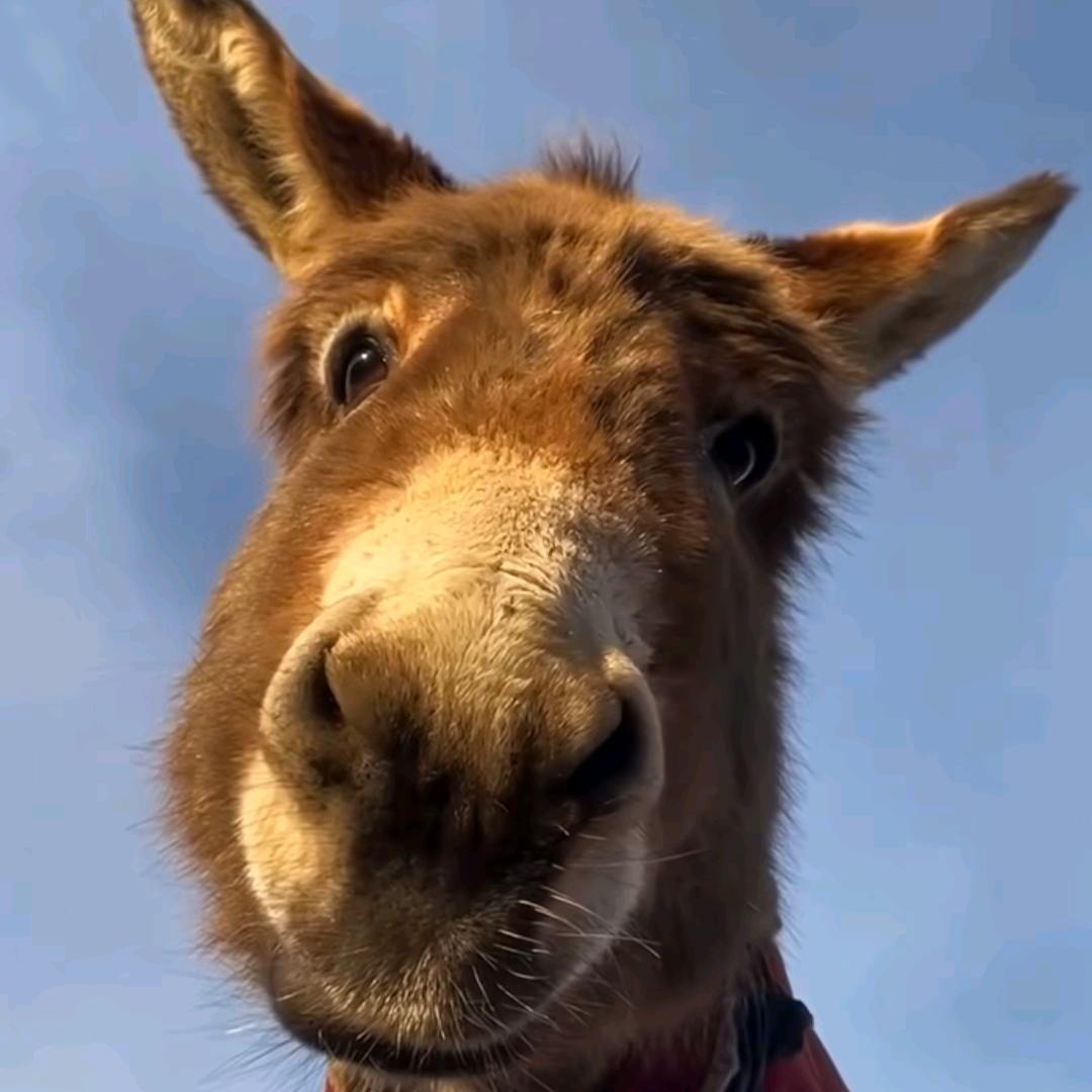 天棒（三角洲行动）