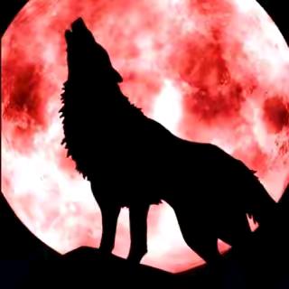 北方的狼🐺🎎