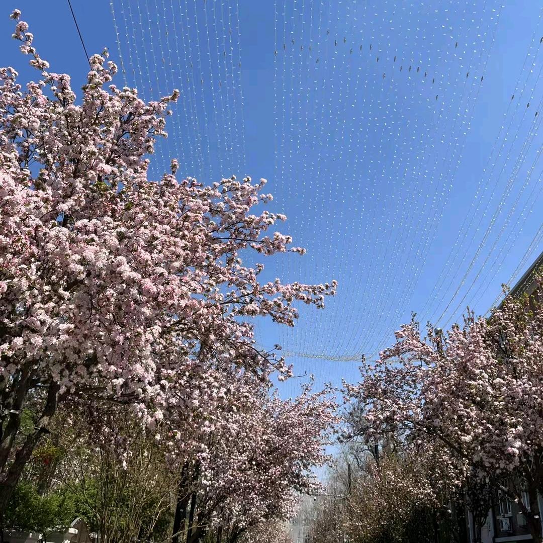 淼淼麻麻