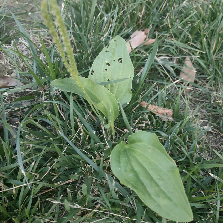 蕴藉