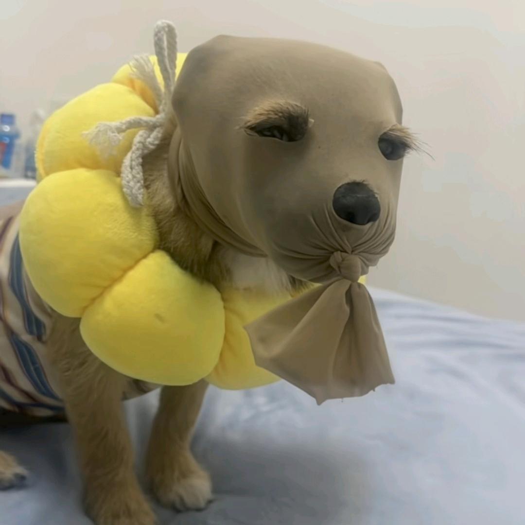 辅子