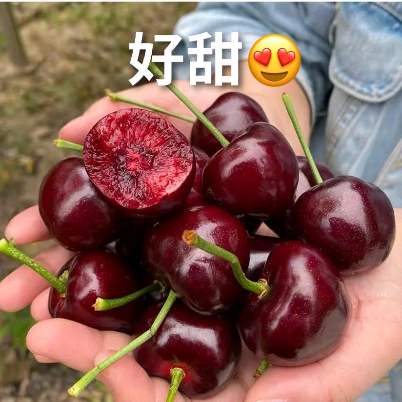 腾云专营店