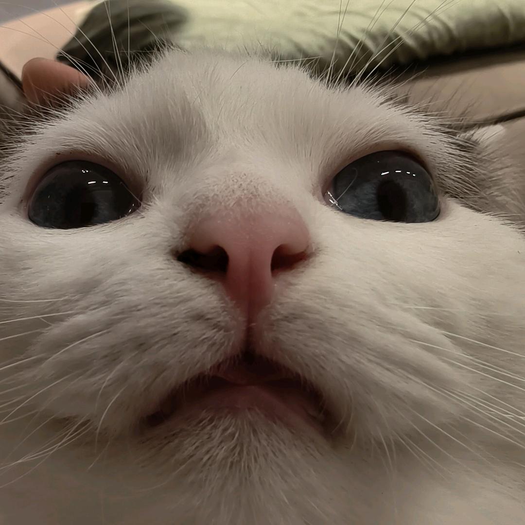 der爹