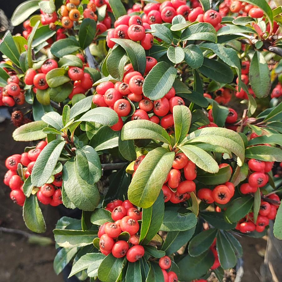 星硕花卉苗木园