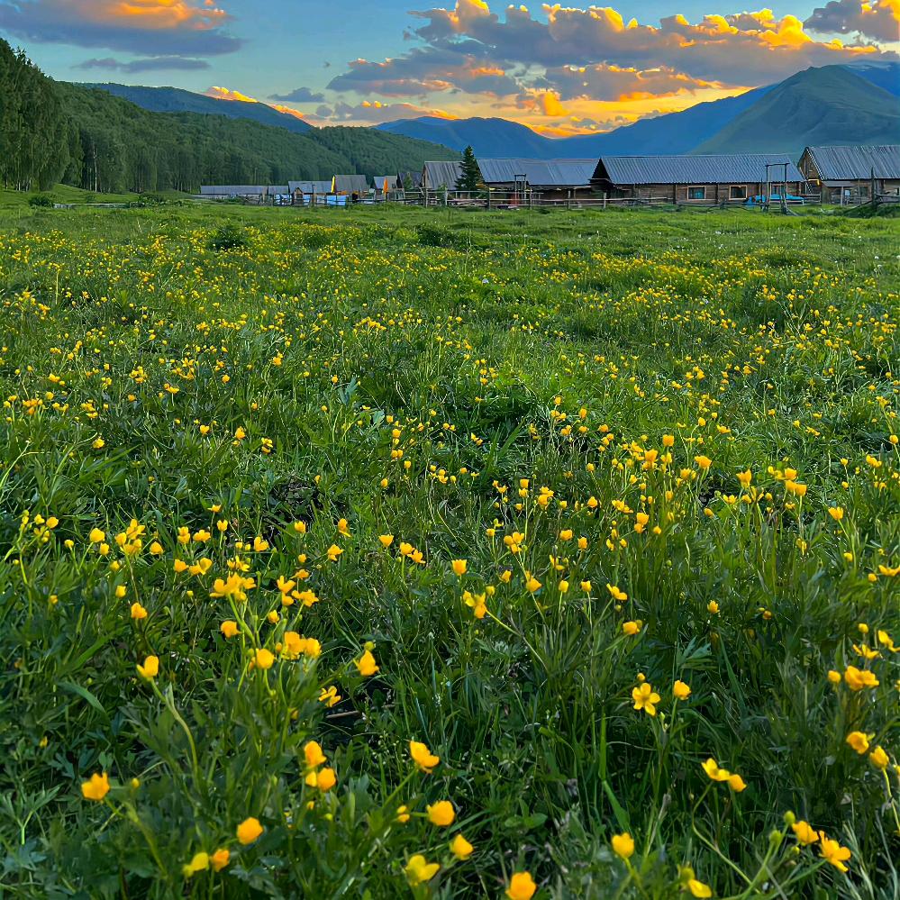 丹东九九草莓鲜果