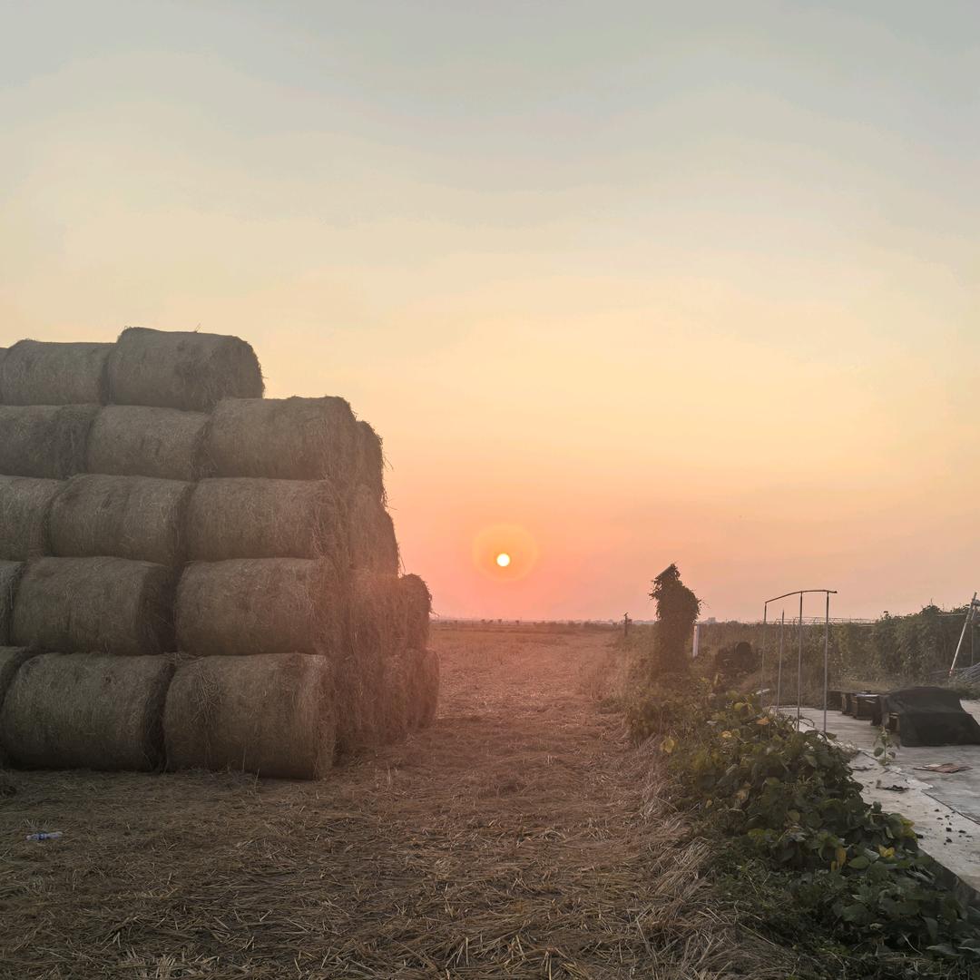 贵州玉屏饲草销售中心