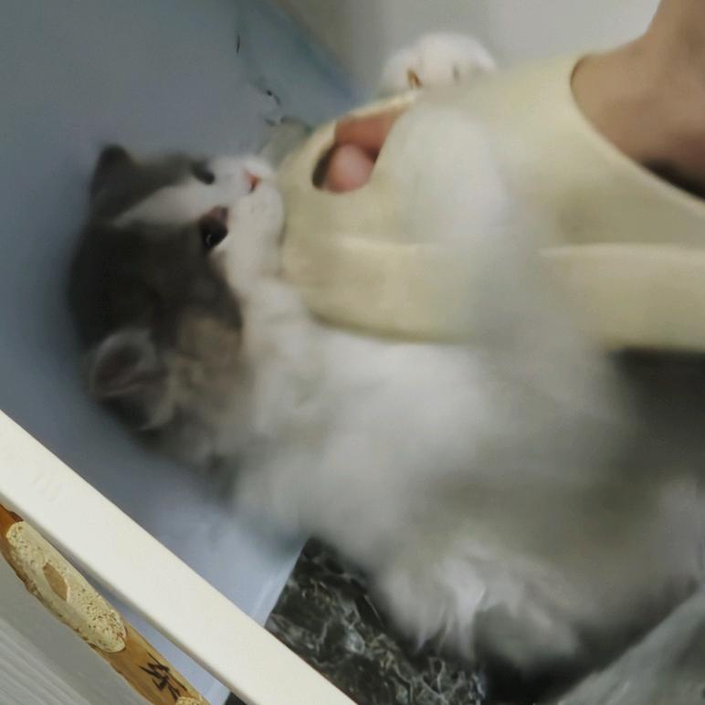 叁佰