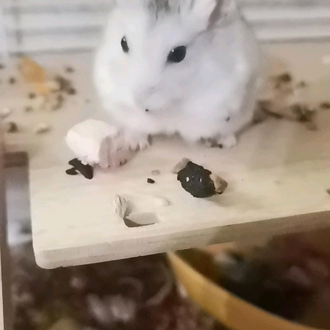 蛋仔派对，王神委屈的猫