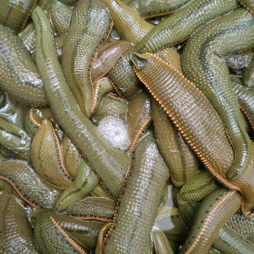 四川水蛭哥<菲牛蛭>