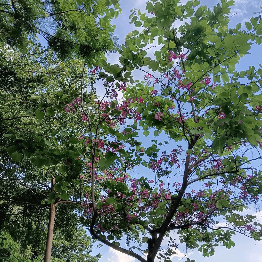 邹邹8264525758490