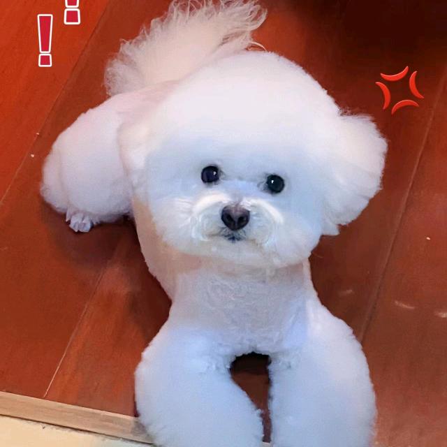 小可爱